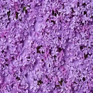 lilac background