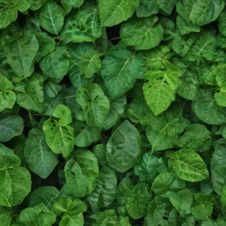 leaf background green