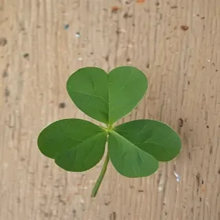4 leaf clover