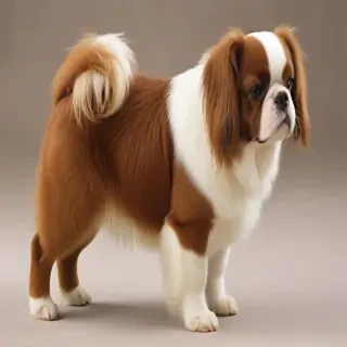 cymric breed
