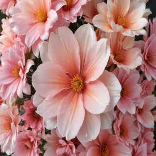 iphone flower background