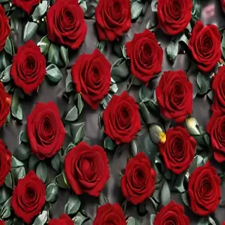 red roses aesthetic