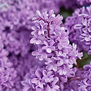 lilac wallpaper iphone