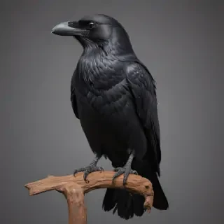 crow png
