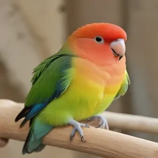 lovebird