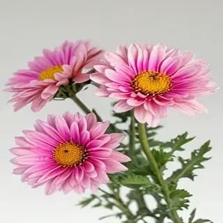 chrysanthemum png