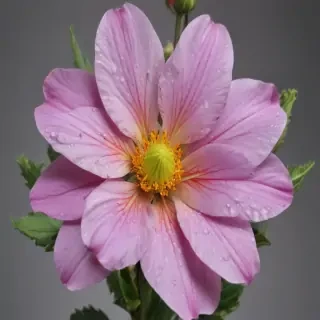 flower no background