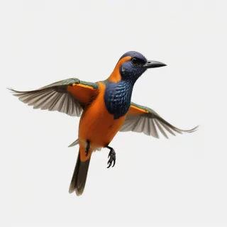 bird transparent background