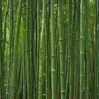 bamboo png