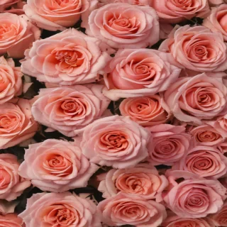 roses background