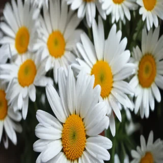 wallpaper daisy flower