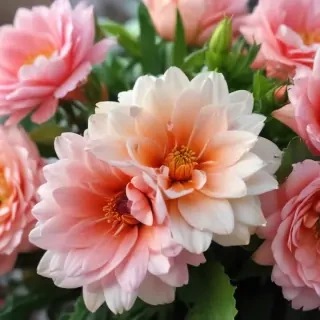 cute flower wallpapers
