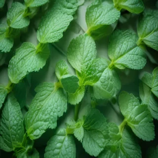 mint background