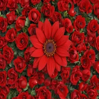 flower background red