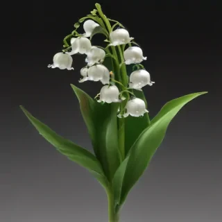 lily of the valley png