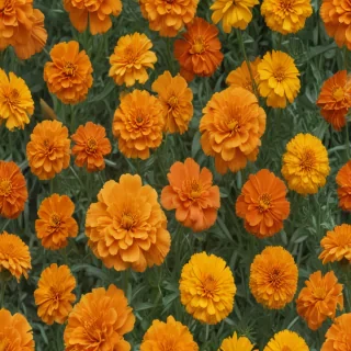 marigolds transparent