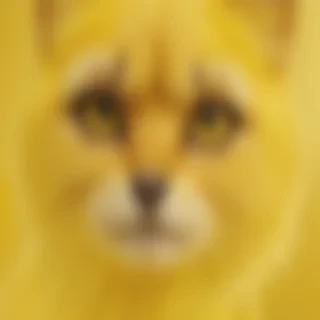 yellow bg plain