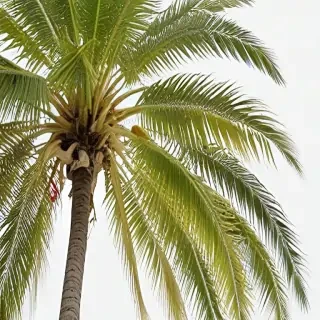 palm tree transparent background