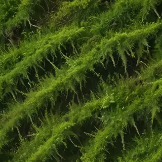 moss png