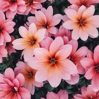 flower phone wallpaper