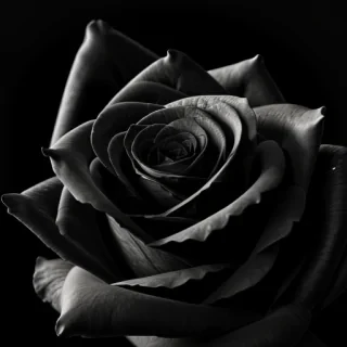 black rose wallpaper