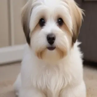 havanese dogs