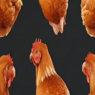 chicken transparent background