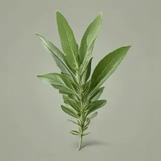 sage png