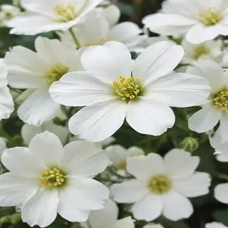 background white flower