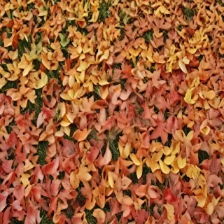 fall leaves