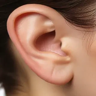 ear png