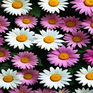 flowers iphone wallpaper