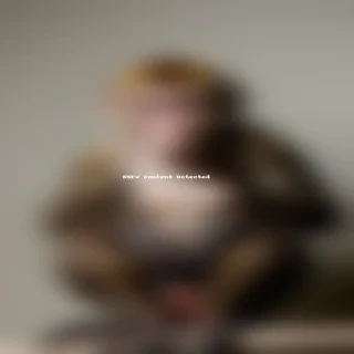 background monkey