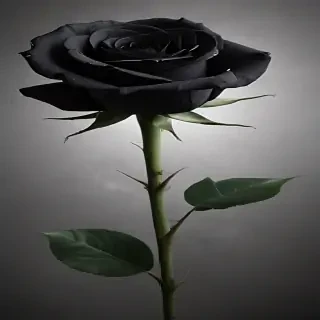 black rose picture