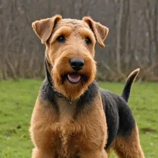 airedale terrier