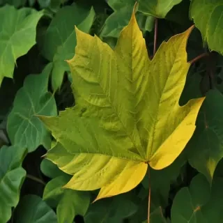 leaf backgrounds