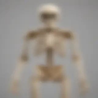 skeleton transparent background