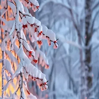 snow backgrounds for iphone
