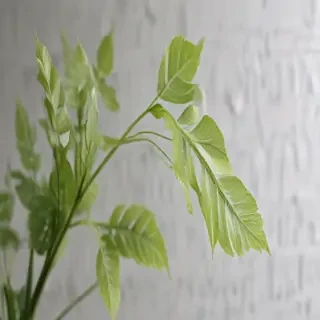 transparent plant