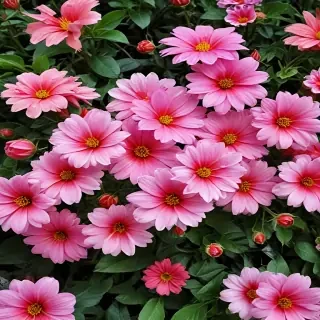 full screen flower wallpaper hd