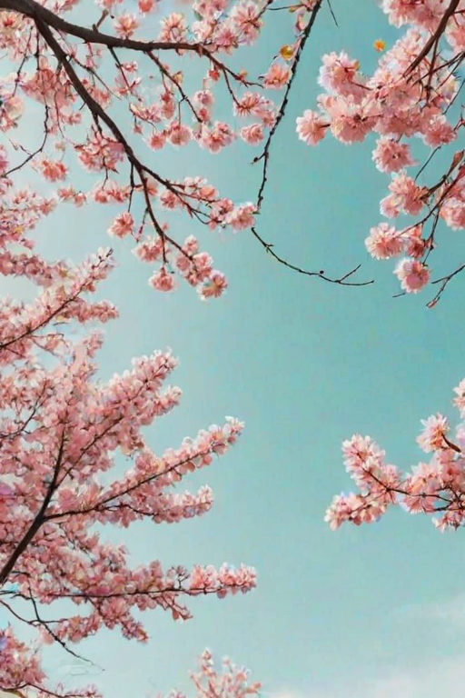 spring backgrounds aesthetic