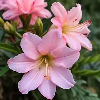azalea flower