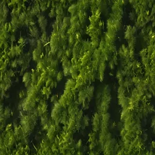 moss png