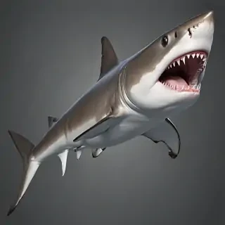 shark png
