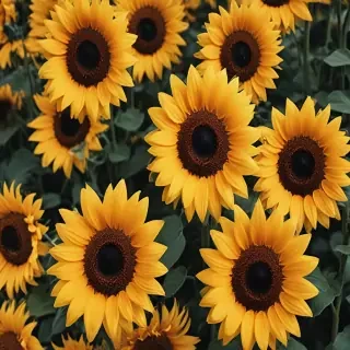 aesthetic sunflower wallpaper
