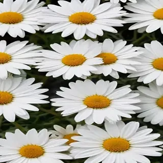 daisies png