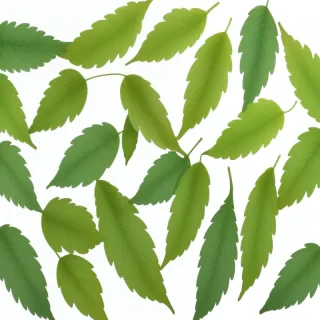 leaves transparent background