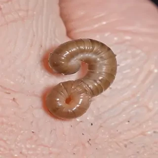 ring worm images