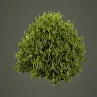 seaweed png