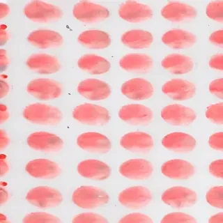 polka dots transparent